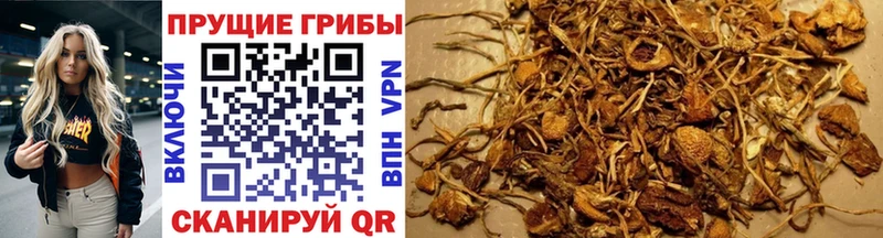 купить наркотик  Пятигорск  Псилоцибиновые грибы MAGIC MUSHROOMS 